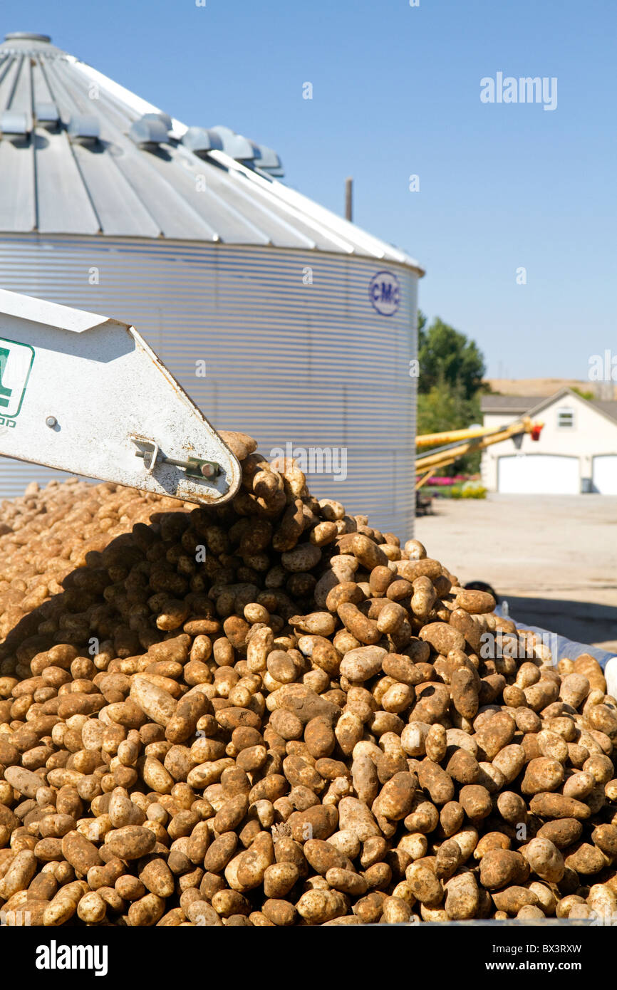 Newly harvested russet potatoes being loaded onto a truck for transport
