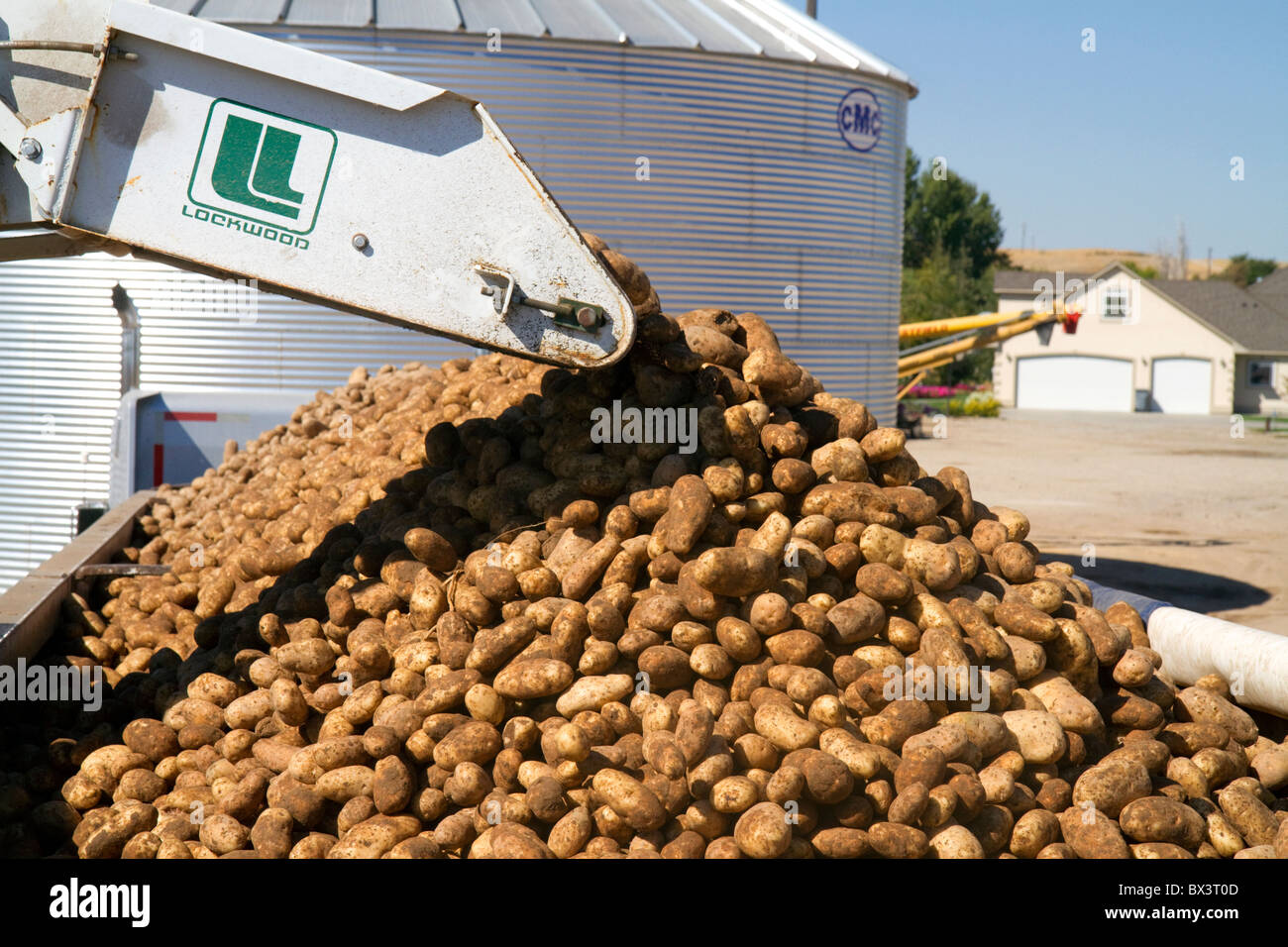 Newly harvested russet potatoes being loaded onto a truck for transport in Canyon County, Idaho, USA. Stock Photo
