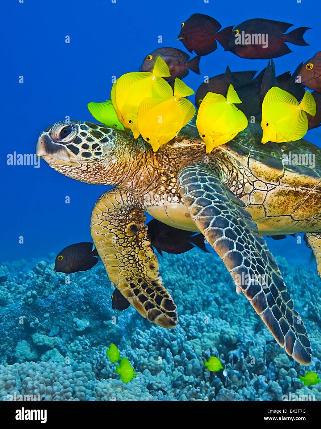 Endangered green sea turtle, Chelonia mydas, being cleaned by yellow tang, Zebrasoma flavescens, gold-ring surgeonfish, Hawaii Stock Photo