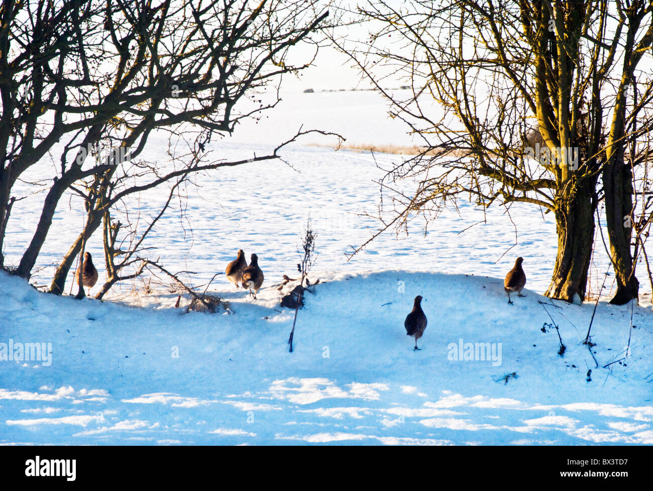 partridges in the snow under a hedge Stock Photo
