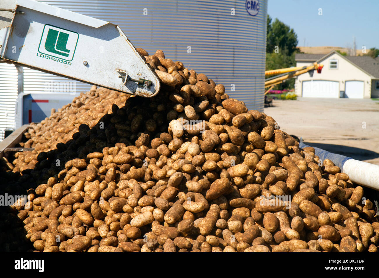 Newly harvested russet potatoes being loaded onto a truck for transport