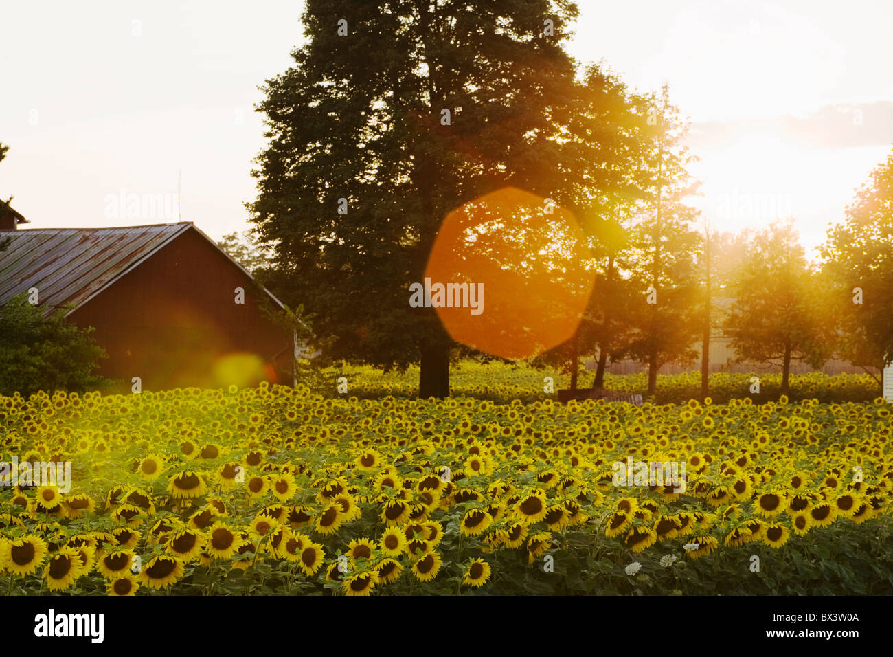 Sunflower Field At Sunset With A Barn; Ontario, Canada Stock Photo Alamy