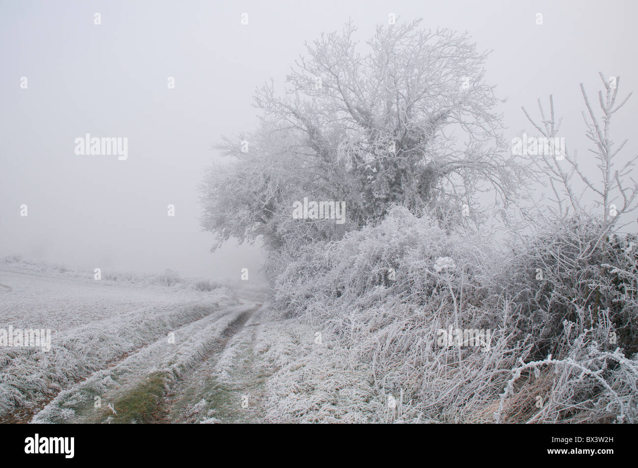 Severe hoarfrost accumulation turned the southwest of England into a