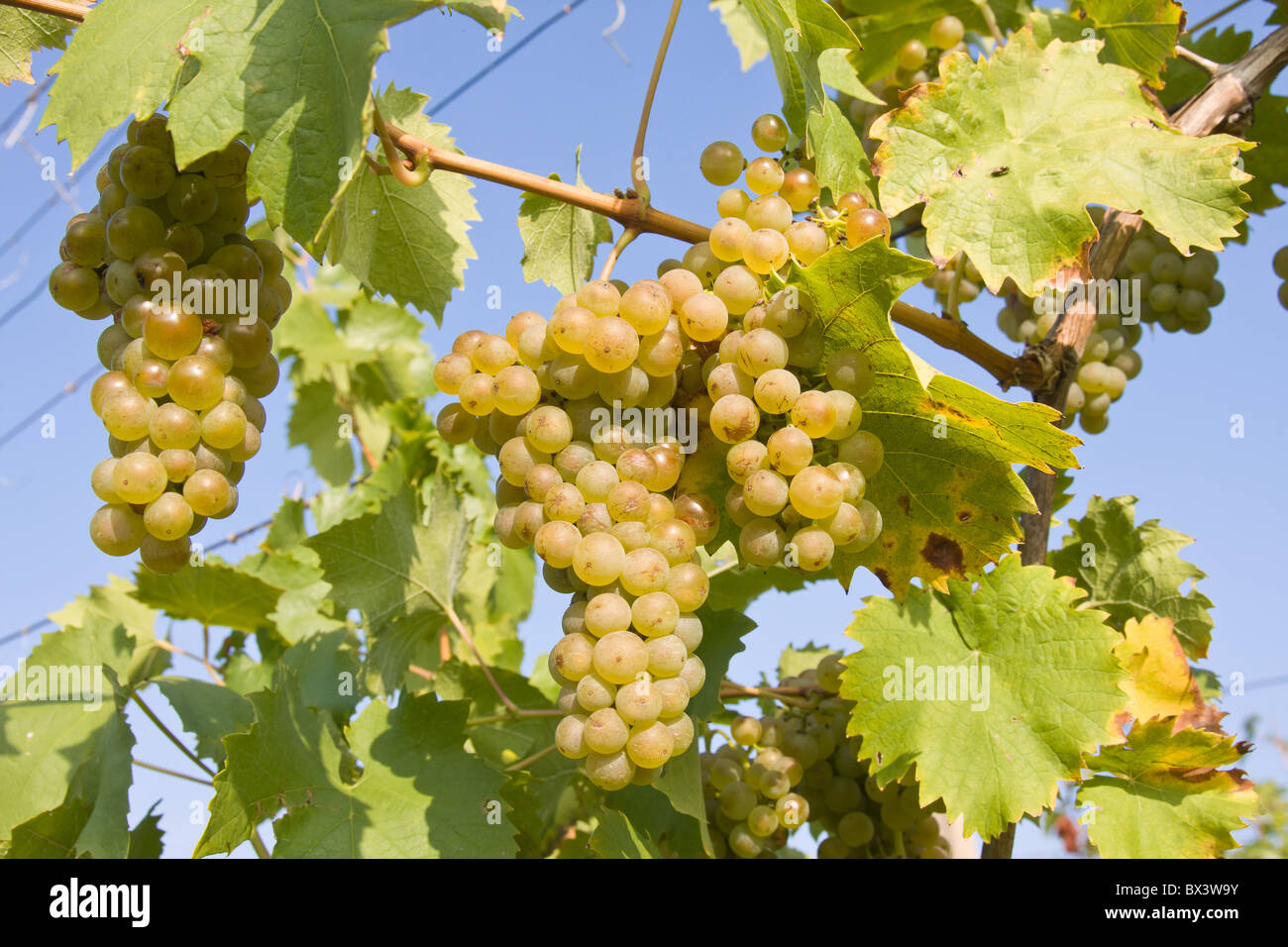 bunch of ripe grapes on grapevine right before harvest Stock Photo Alamy