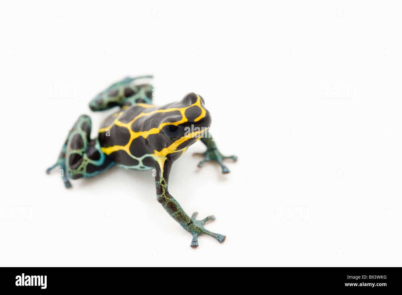 Black, Yellow And Blue Poison Dart Frog (Dendrobates Ventrimaculatus) Stock Photo