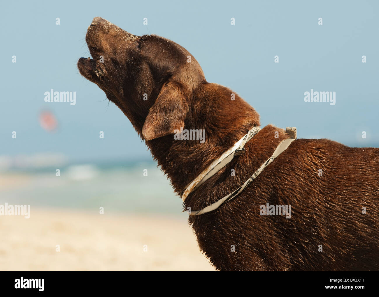 A Dog Barking On Dos Mares Beach; Tarifa, Cadiz, Andalusia, Spain Stock Photo