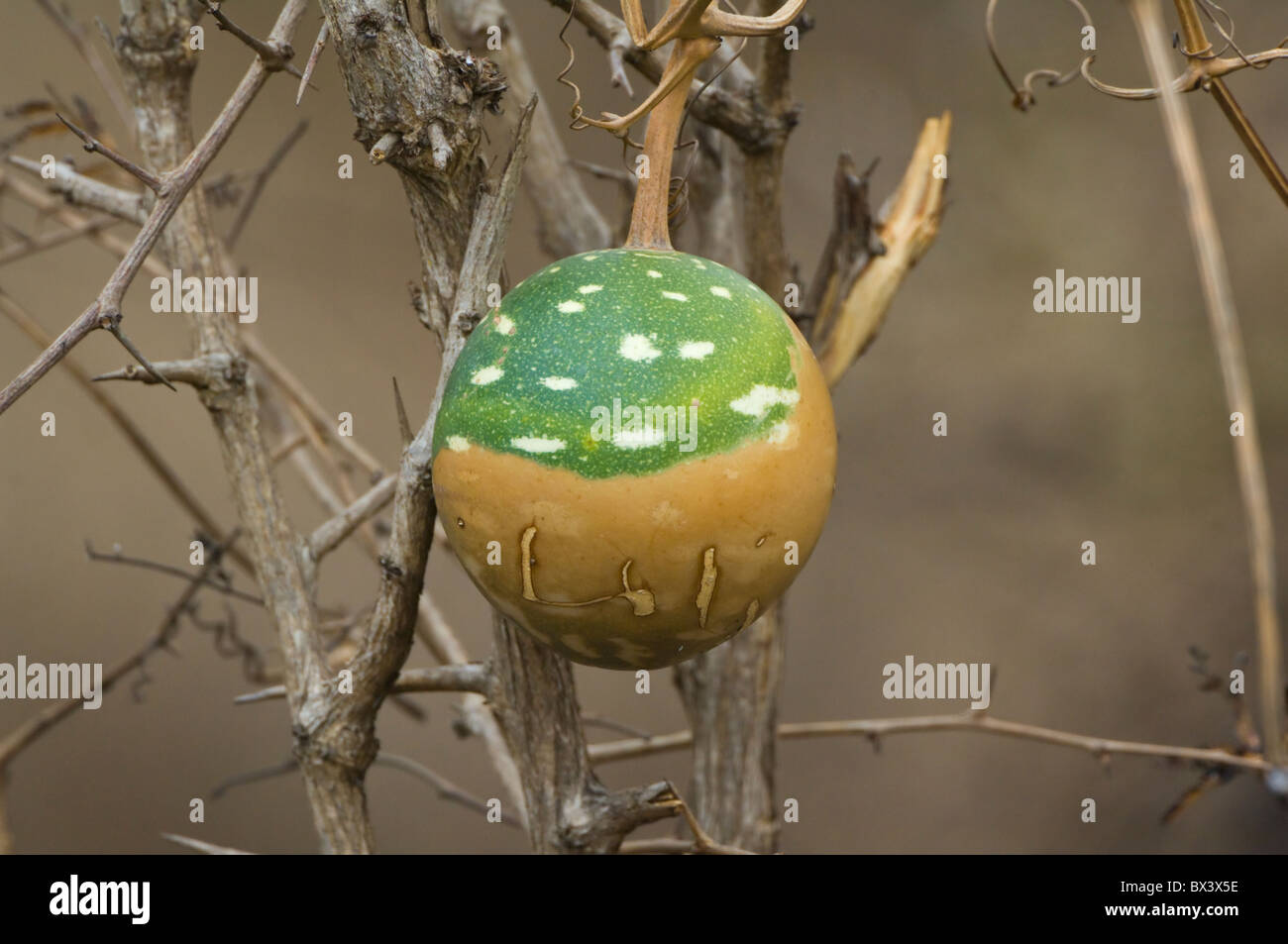 Wild Melon Kruger National Park South Africa Stock Photo Alamy