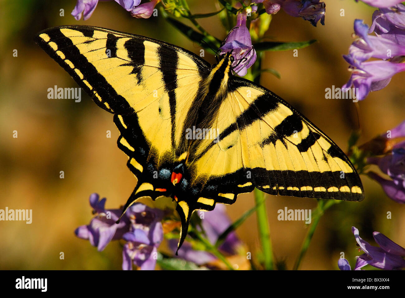 Rutulus Western tiger swallowtail hi-res stock photography and images - Alamy