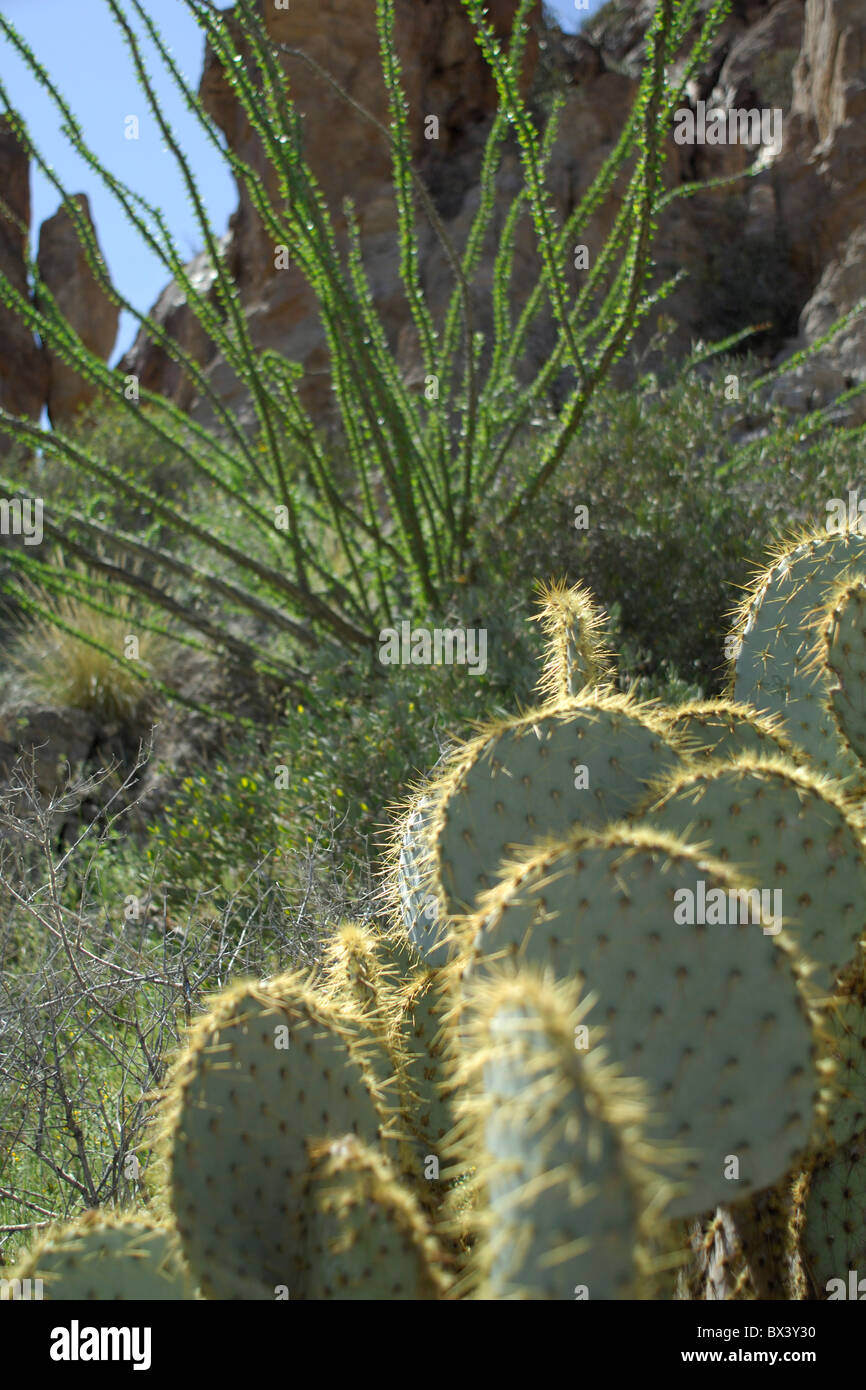 Cactus, opuntia in foreground, ocotillo in background Stock Photo