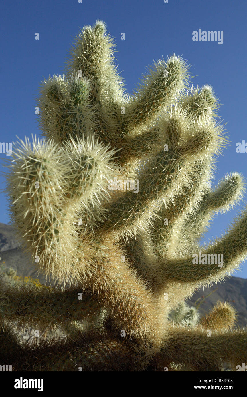 Teddy-Bear cholla cactus (Opuntia or Cylindropuntia bigelovii) Stock Photo