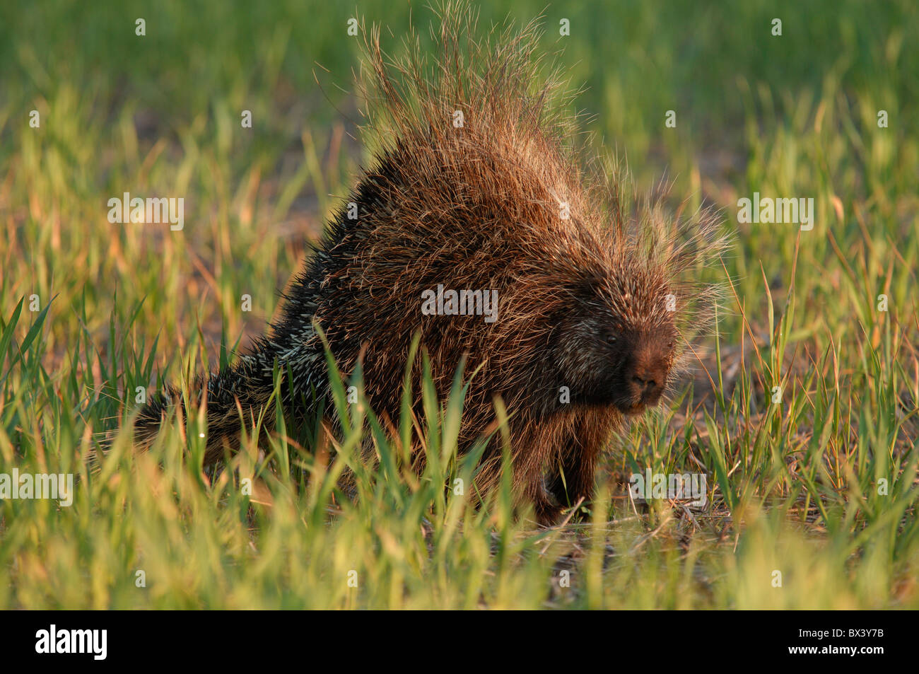Porcupine (Erethizon dorsatum), sitting in green summer grass, portrait Stock Photo