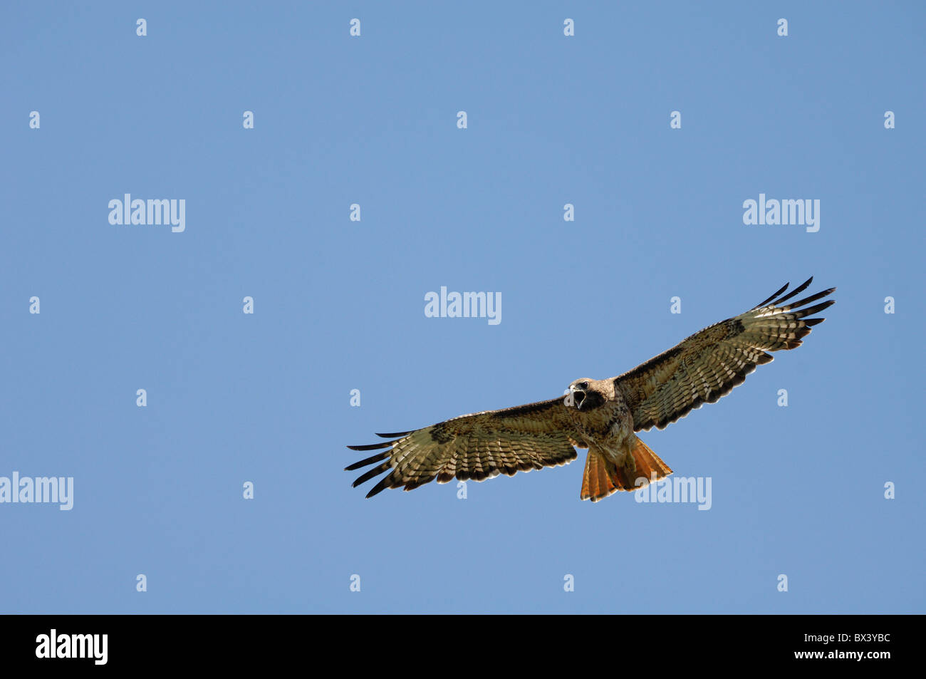 Red-tailed hawk (Buteo jamaicensis), hovering Stock Photo
