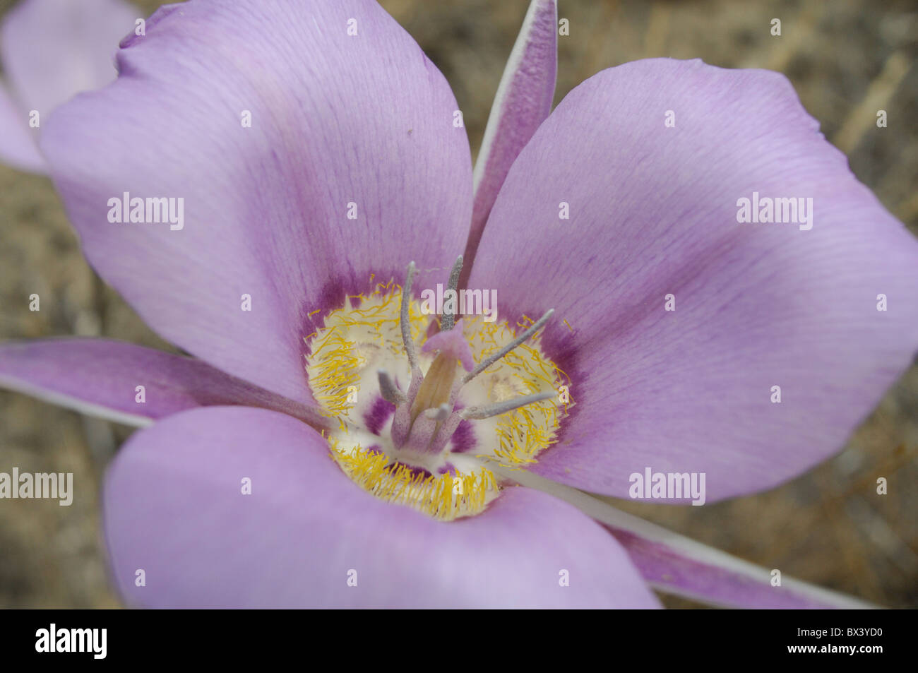 Mariposa lily (Calochortus) Stock Photo