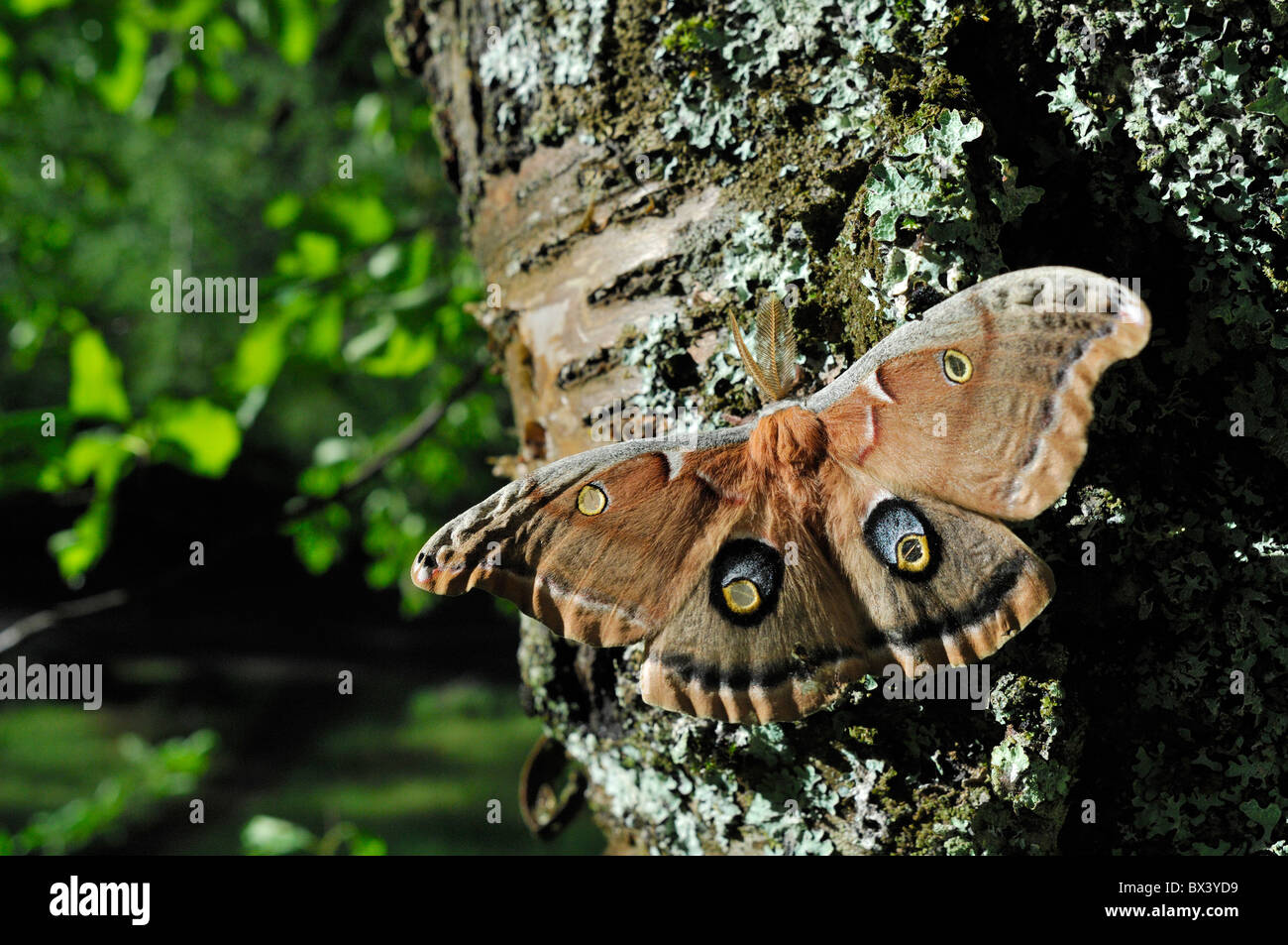 Polyphemus moth (Antheraea polyphemus Stock Photo - Alamy