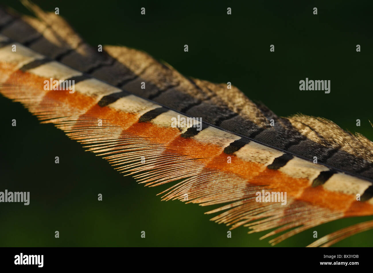 Ring-necked pheasant feather (Phasianus colchicus) Stock Photo
