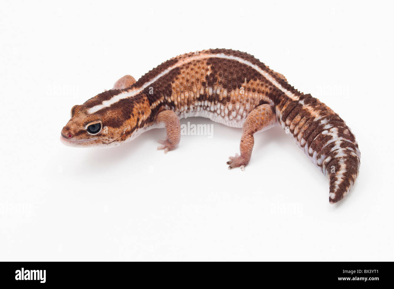 African Fat-Tailed Gecko (Hemitheconyx Caudicinctus) Stock Photo