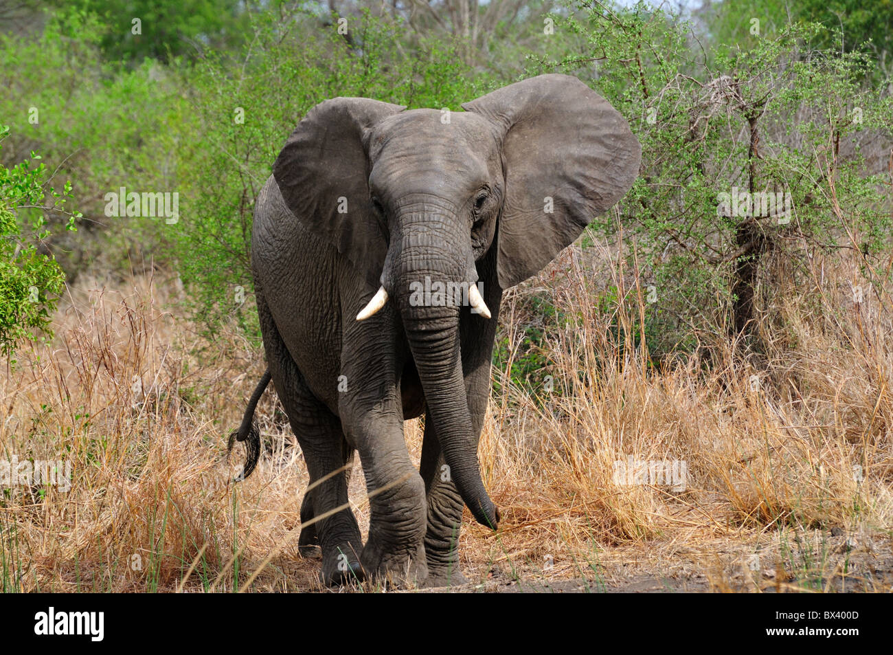 An Adult African Elephant Walking Towards Camera Kruger National Stock Photo Alamy