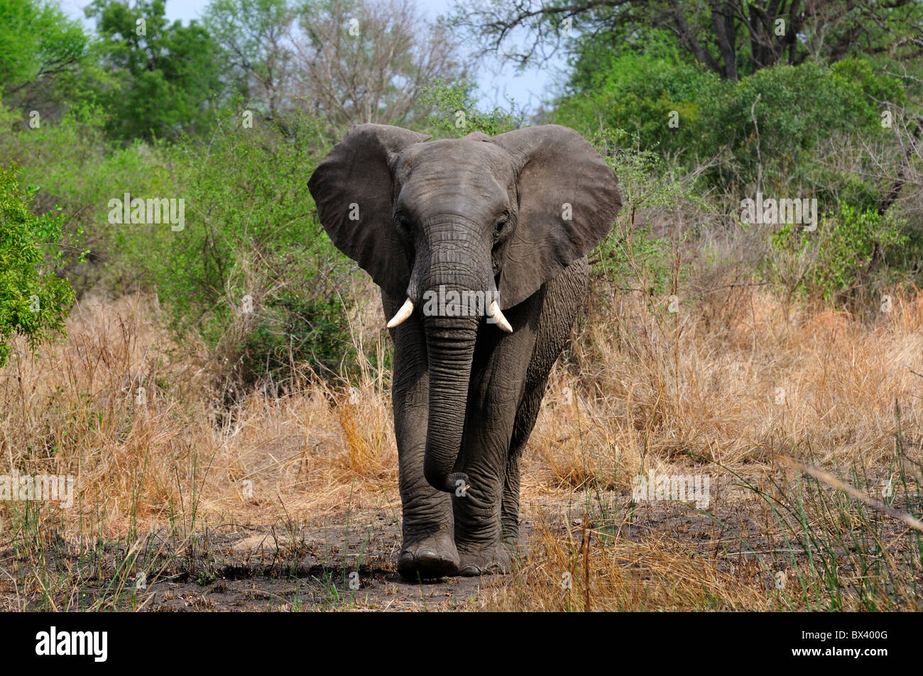 An Adult African Elephant Walking Towards Camera Kruger National Stock Photo Alamy
