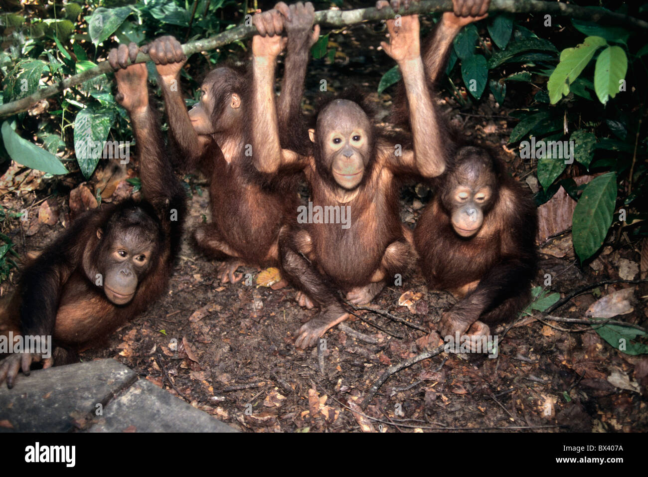 Juvenile Orangutans exercising. Sepilok Orangutan Sanctuary Stock Photo