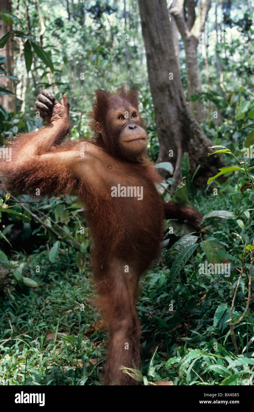 Juvenile Orangutan walking in rain forest, Sepilok Orangutan Sanctuary Stock Photo