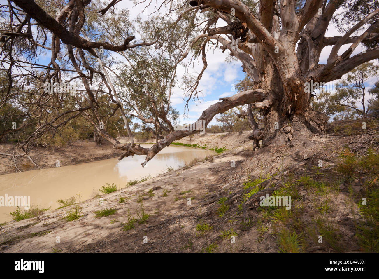An old, gnarled River Red Gum on the banks of the Darling River, Kinchega National Park, Menindee, Broken Hill, New South Wales Stock Photo