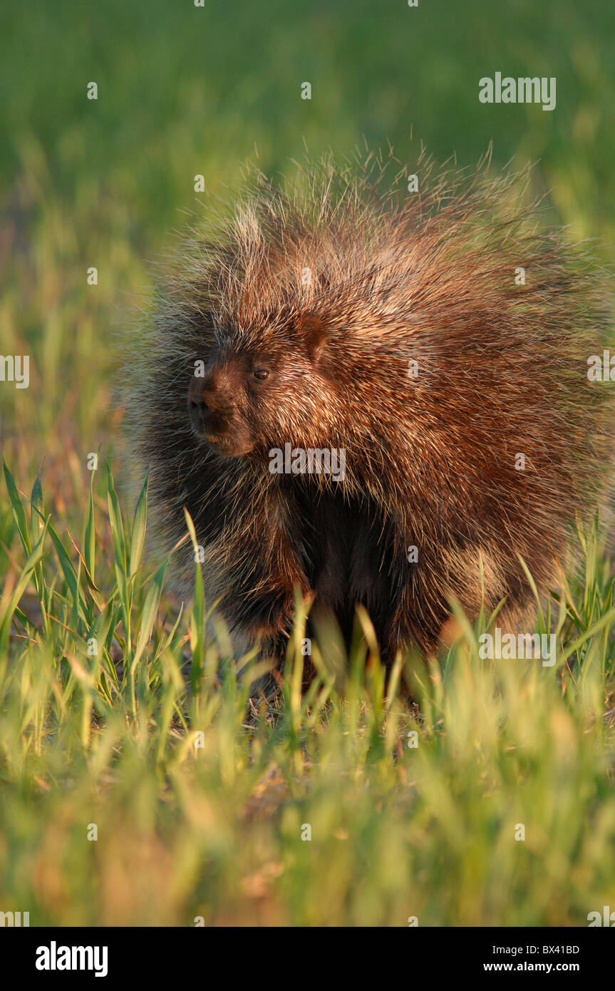 Porcupine (Erethizon dorsatum), sitting in green summer grass, portrait Stock Photo