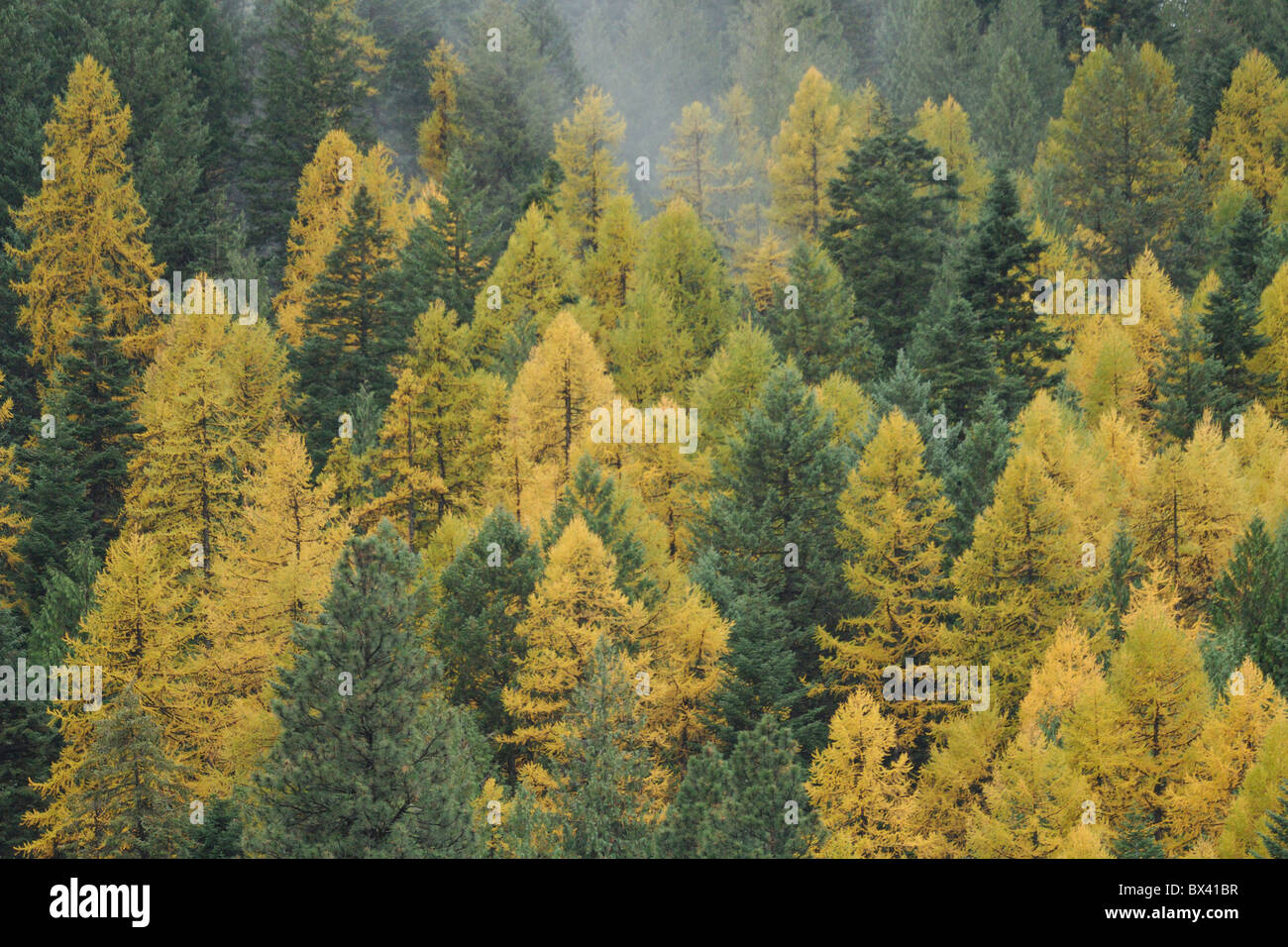 Larch (Larix), and evergreen trees Stock Photo Alamy
