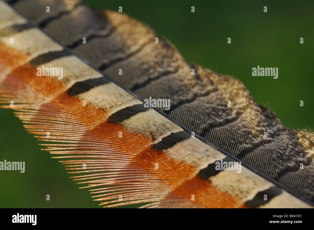 Ring-necked pheasant feather (Phasianus colchicus) Stock Photo