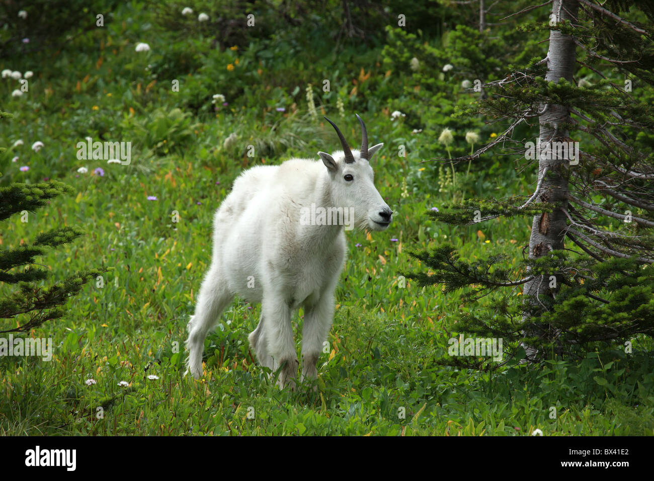 Mature mountain billy goat with horns walking in a green meadow with pine trees at Glacier National Park, Montana, USA Stock Photo
