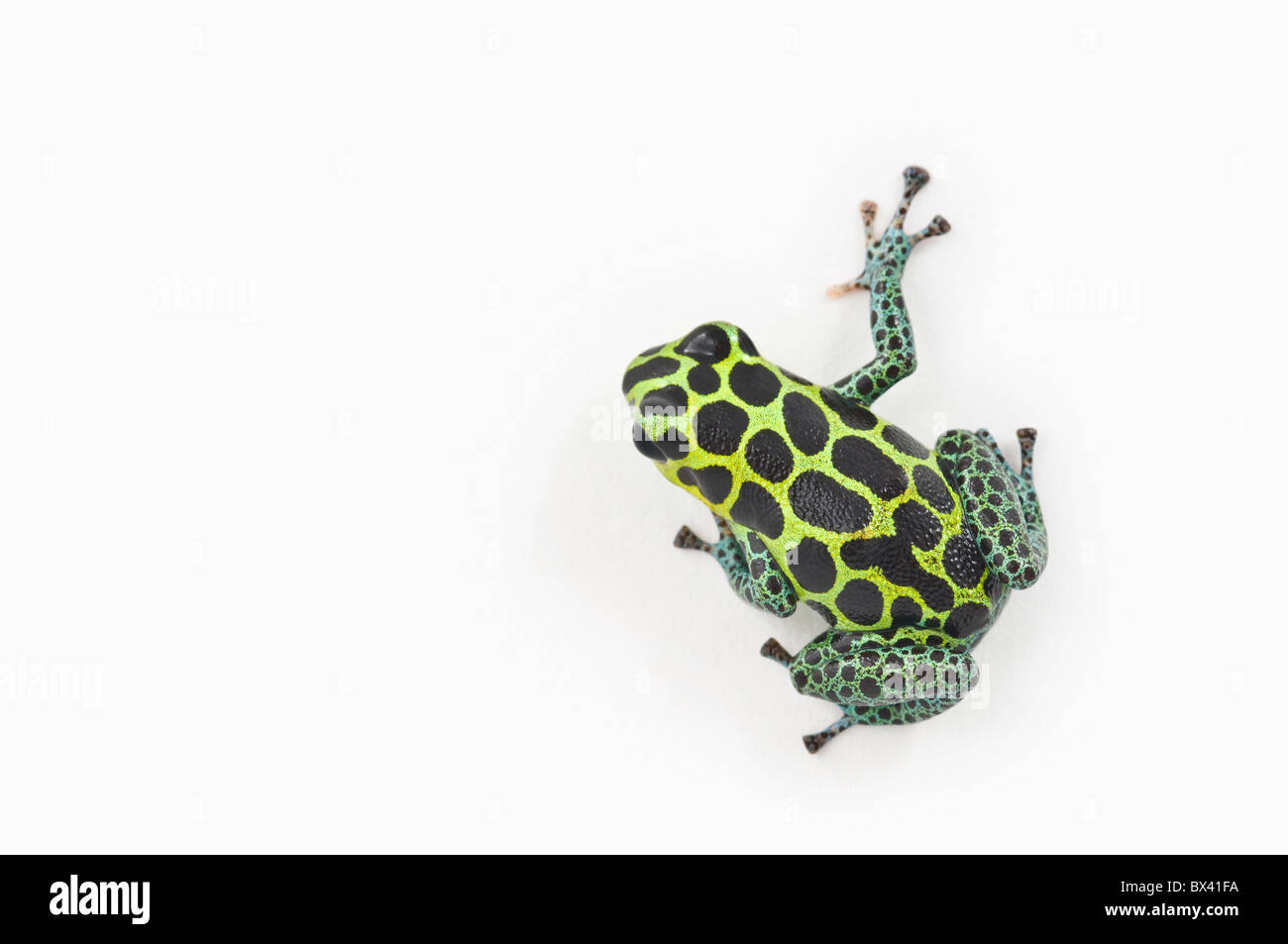 Black Spotted Green Poison Dart Frog (Ranitomeya Imitator Stock Photo
