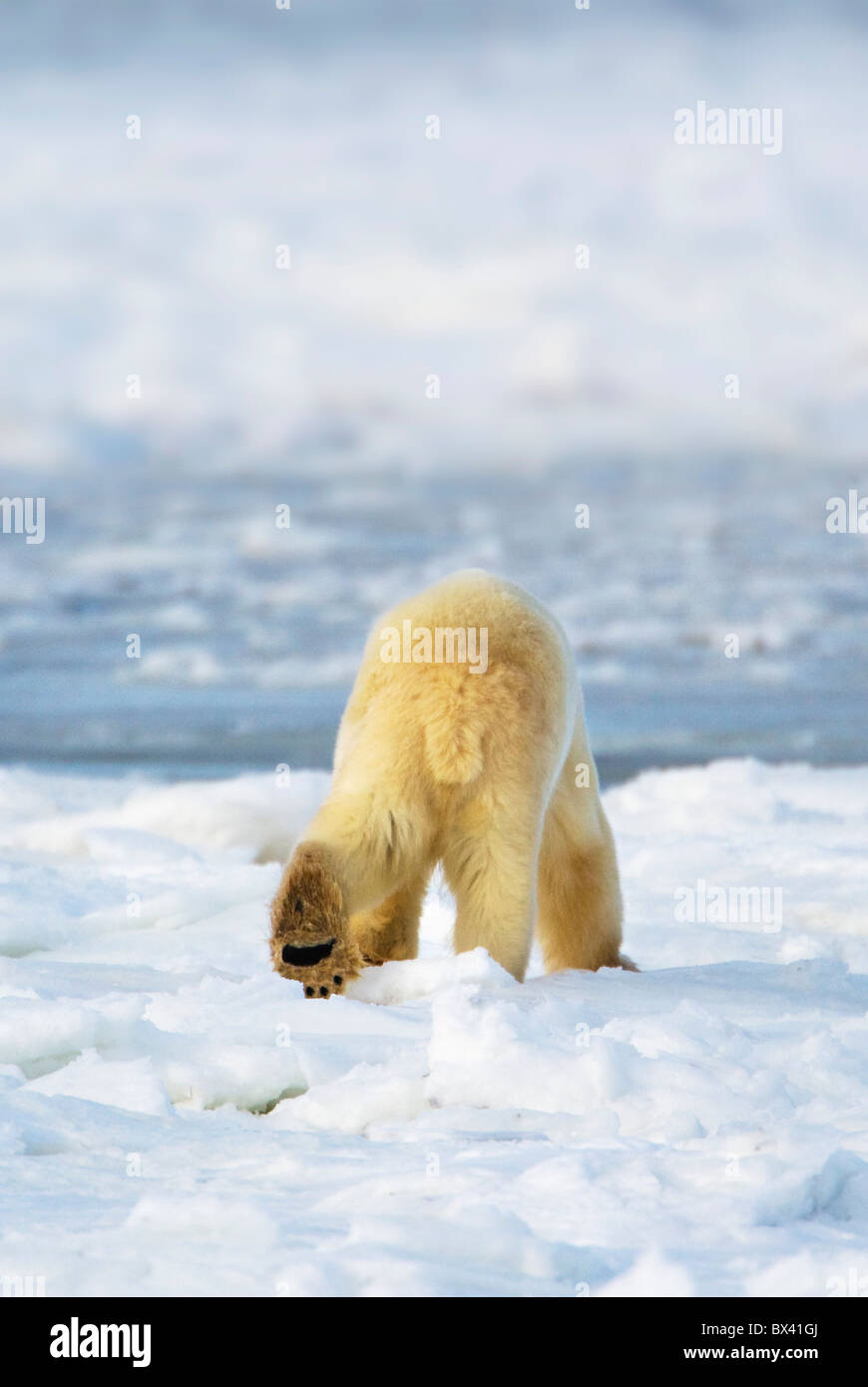 🏆 - Vegas Golden Knights on X: A giant polar bear with