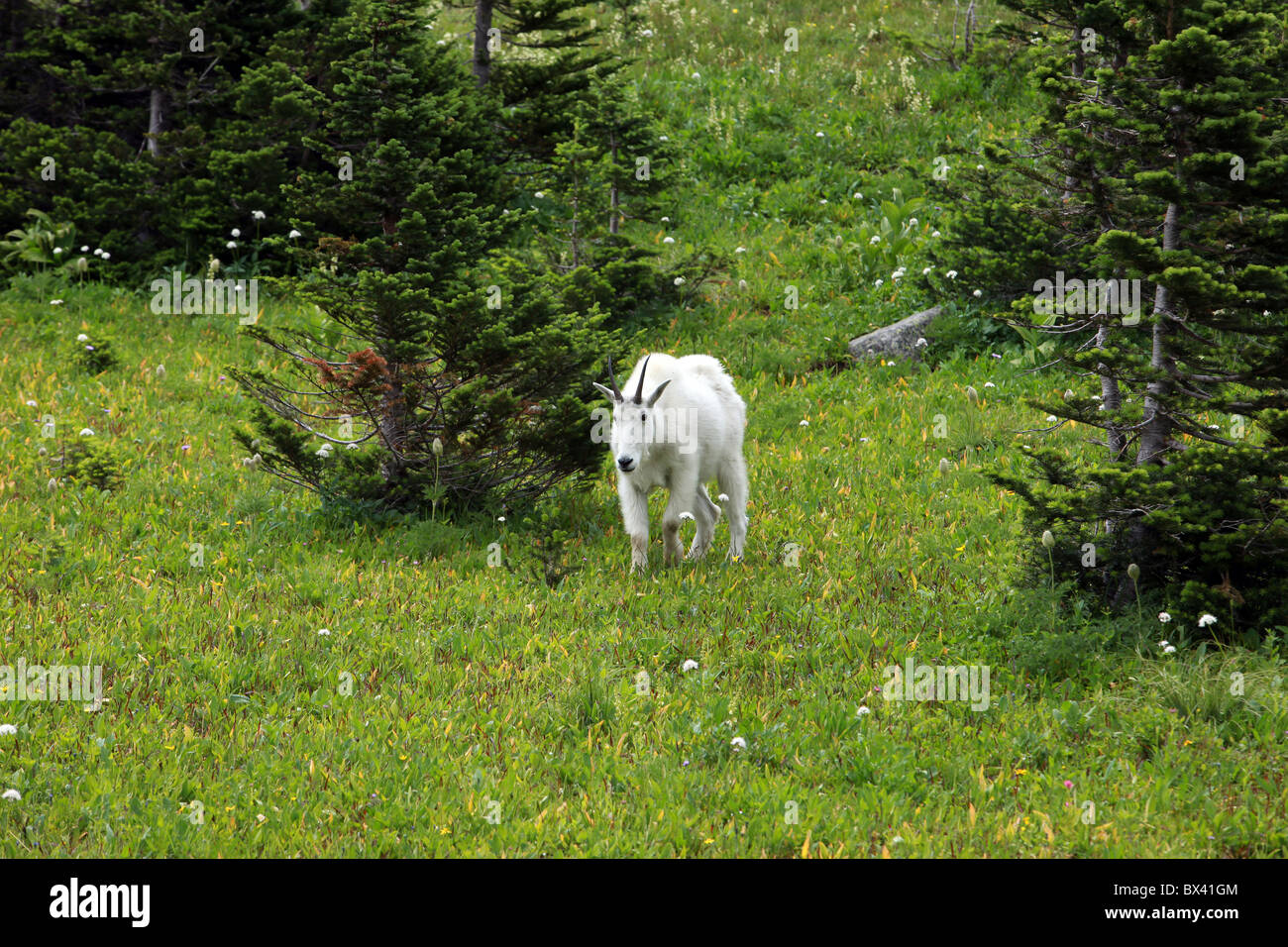 mature mountain billy goat with horns walking in a green meadow with pine trees at Glacier National Park, Montana, USA Stock Photo