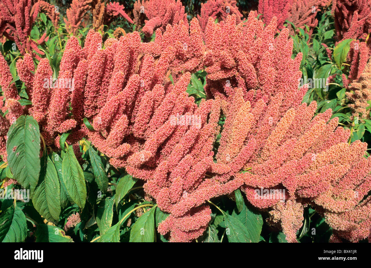 Amaranth, inflorescences & foliage, Stock Photo