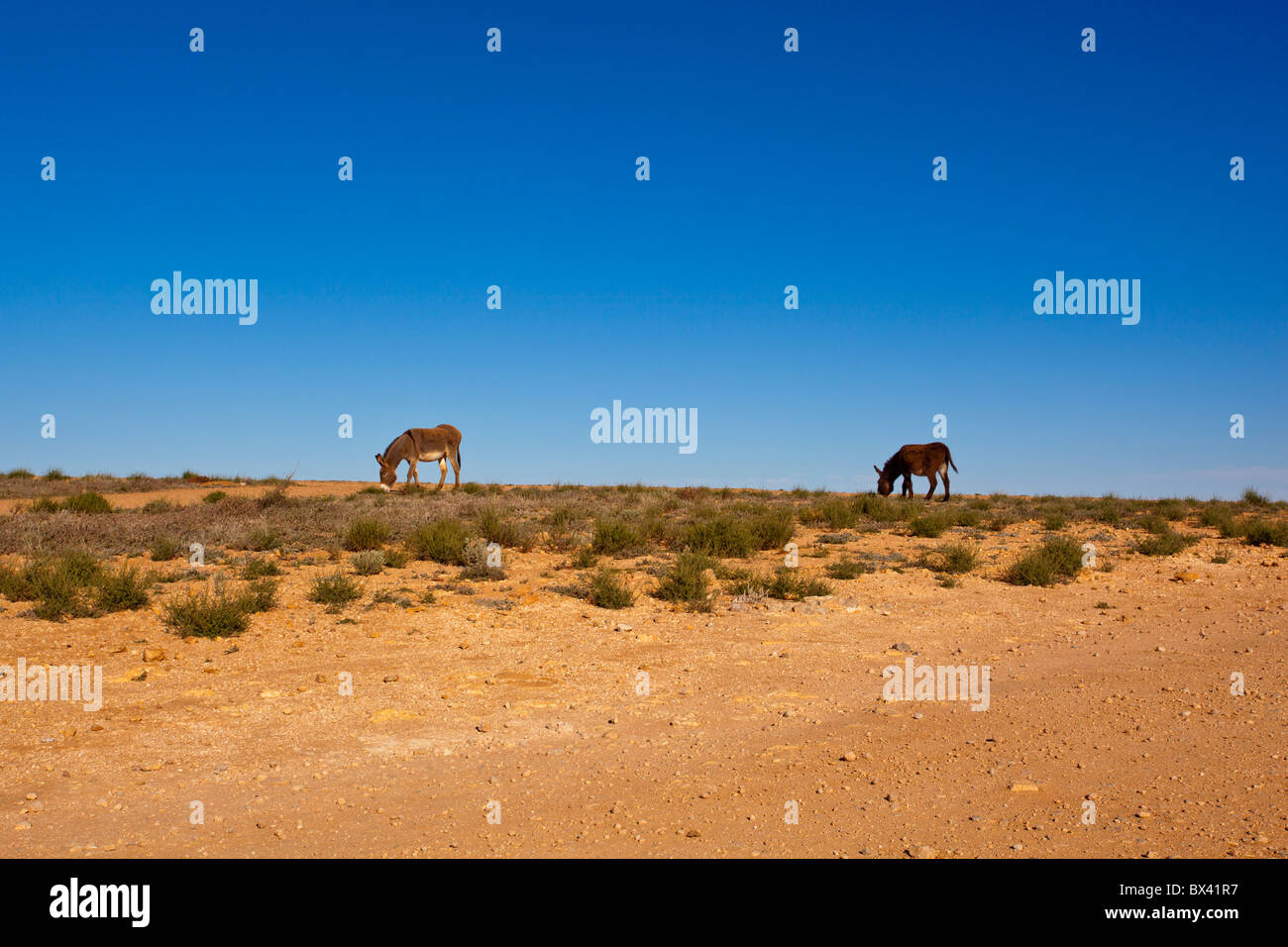 Feral donkeys not burros hi-res stock photography and images - Alamy
