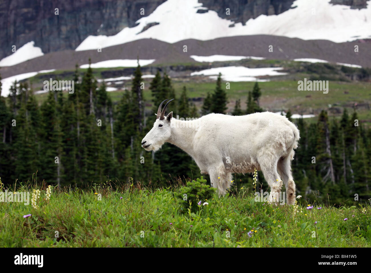 Mature mountain billy goat with horns walking in a green meadow with pine trees at Glacier National Park, Montana, USA Stock Photo