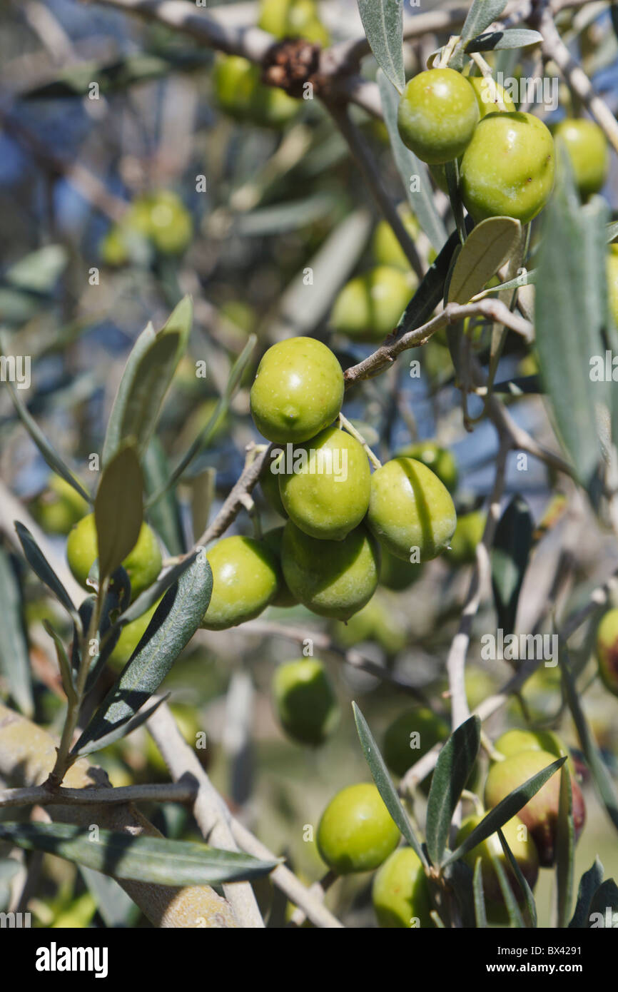 Ripe Olives On An Olive Tree; Cordoba Province, Spain Stock Photo - Alamy