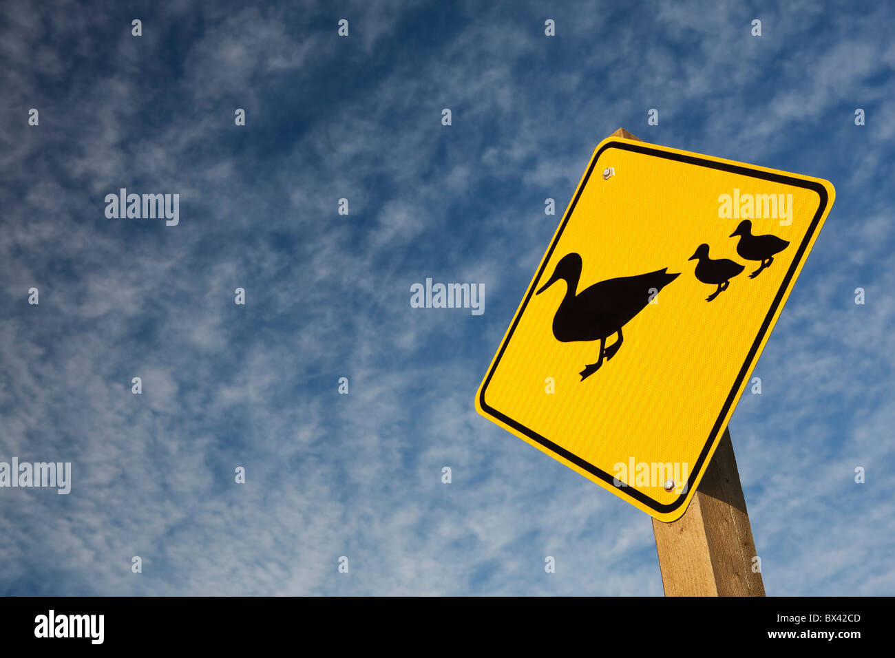 Duck Crossing Road Sign; Alberta, Canada Stock Photo - Alamy