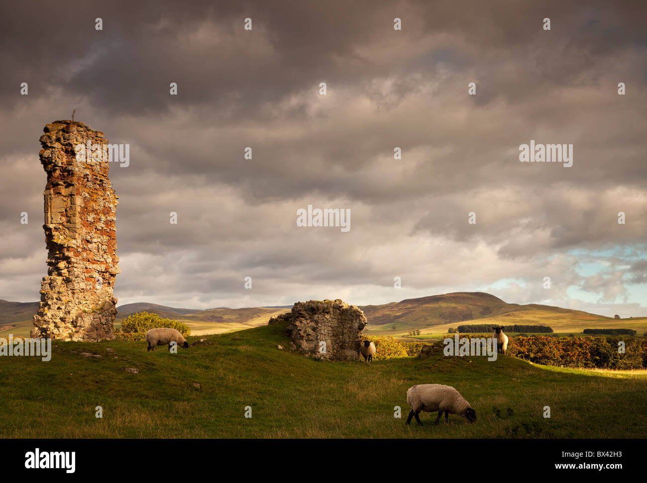 Ruins Of Cessford Castle With Sheep Grazing In The Field; Scottish Borders, Scotland Stock Photo
