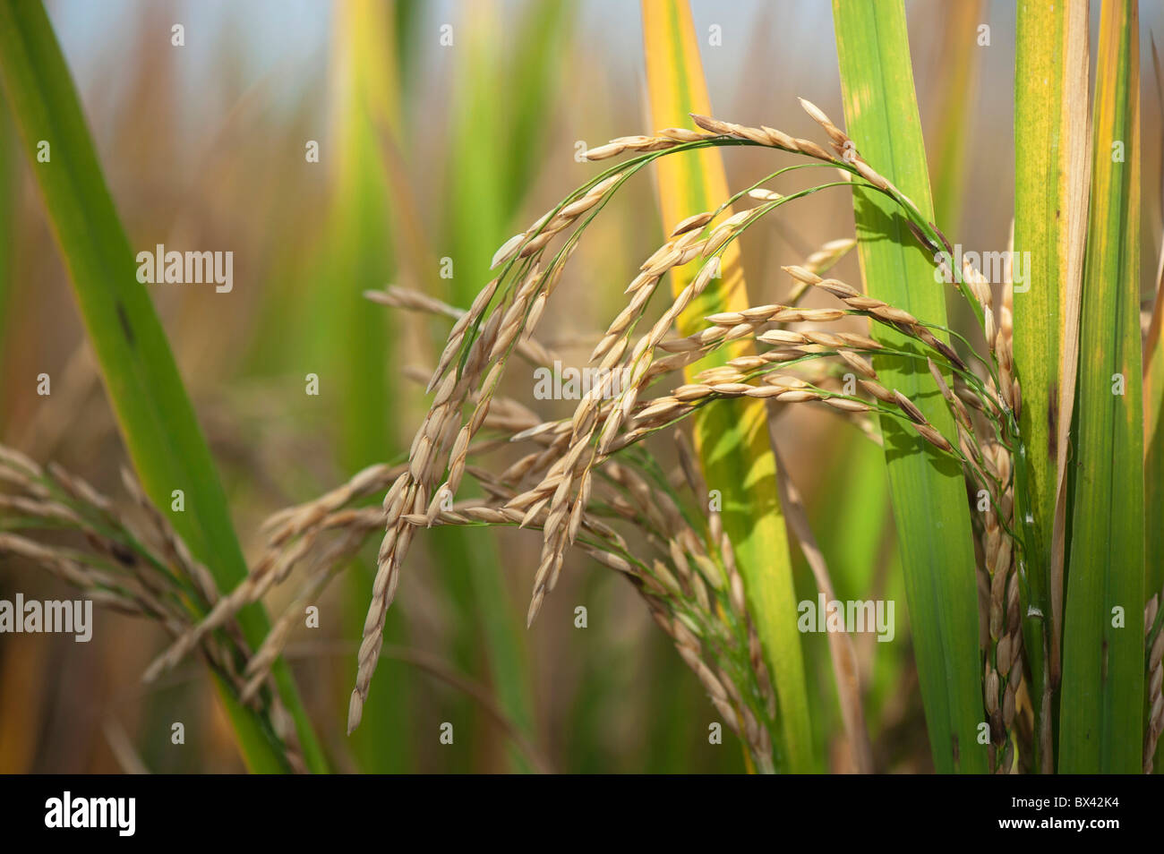 Oryza sativa. Ripe Rice grain / seed on the plant in a paddy field