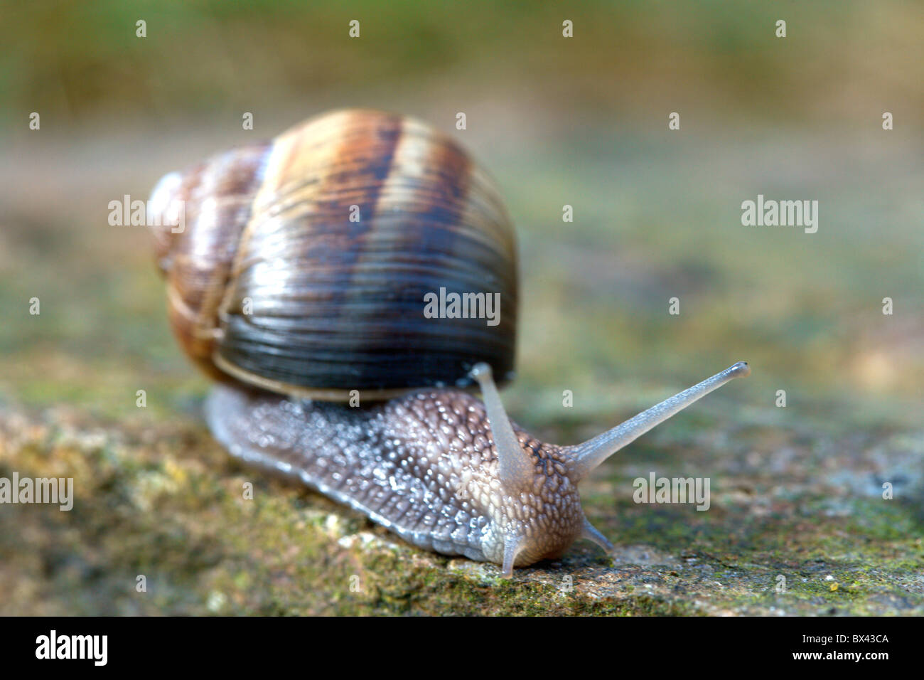 snail escargot snail shell animal slow Stock Photo Alamy
