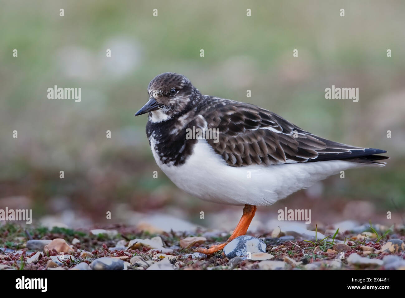 Turnstone on a beach. Stock Photo