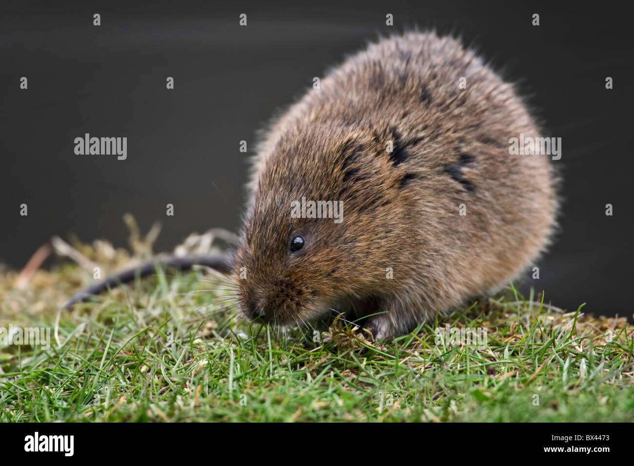 Water vole on a river bank Stock Photo