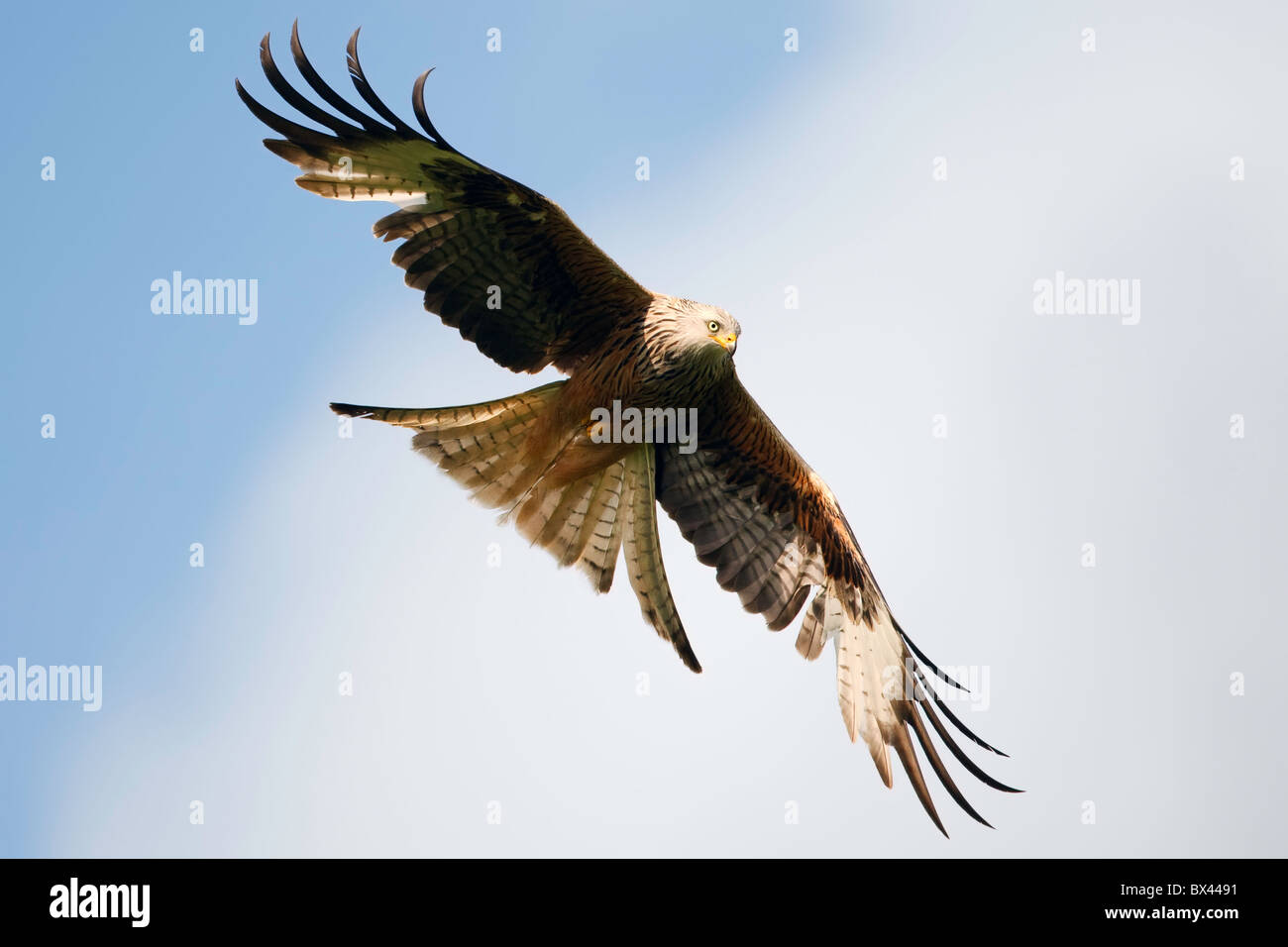 Red kite in flight against cloudy blue sky. Stock Photo