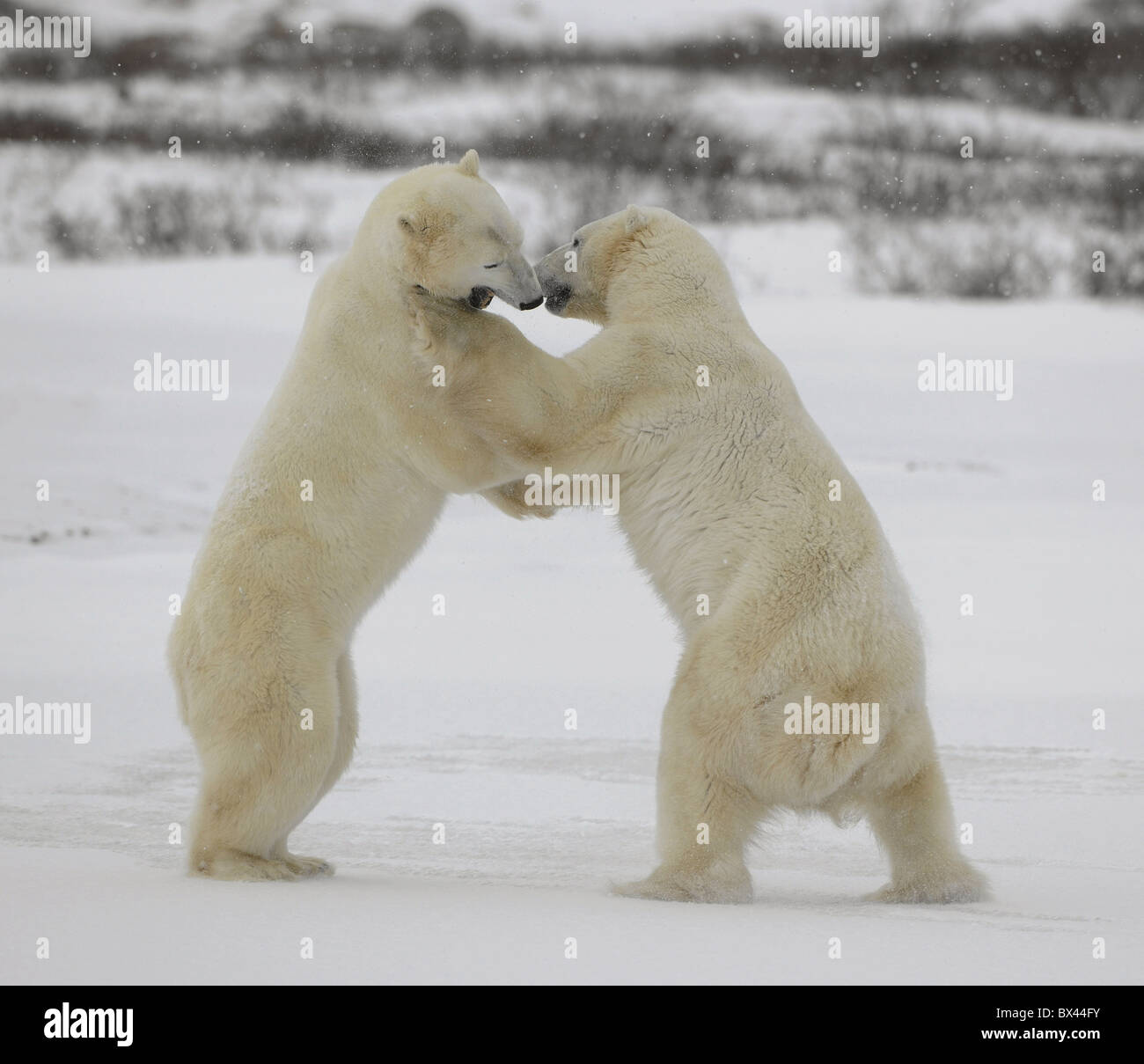 Fight of polar bears. Two polar bears fight. Tundra with undersized vegetation. . Stock Photo