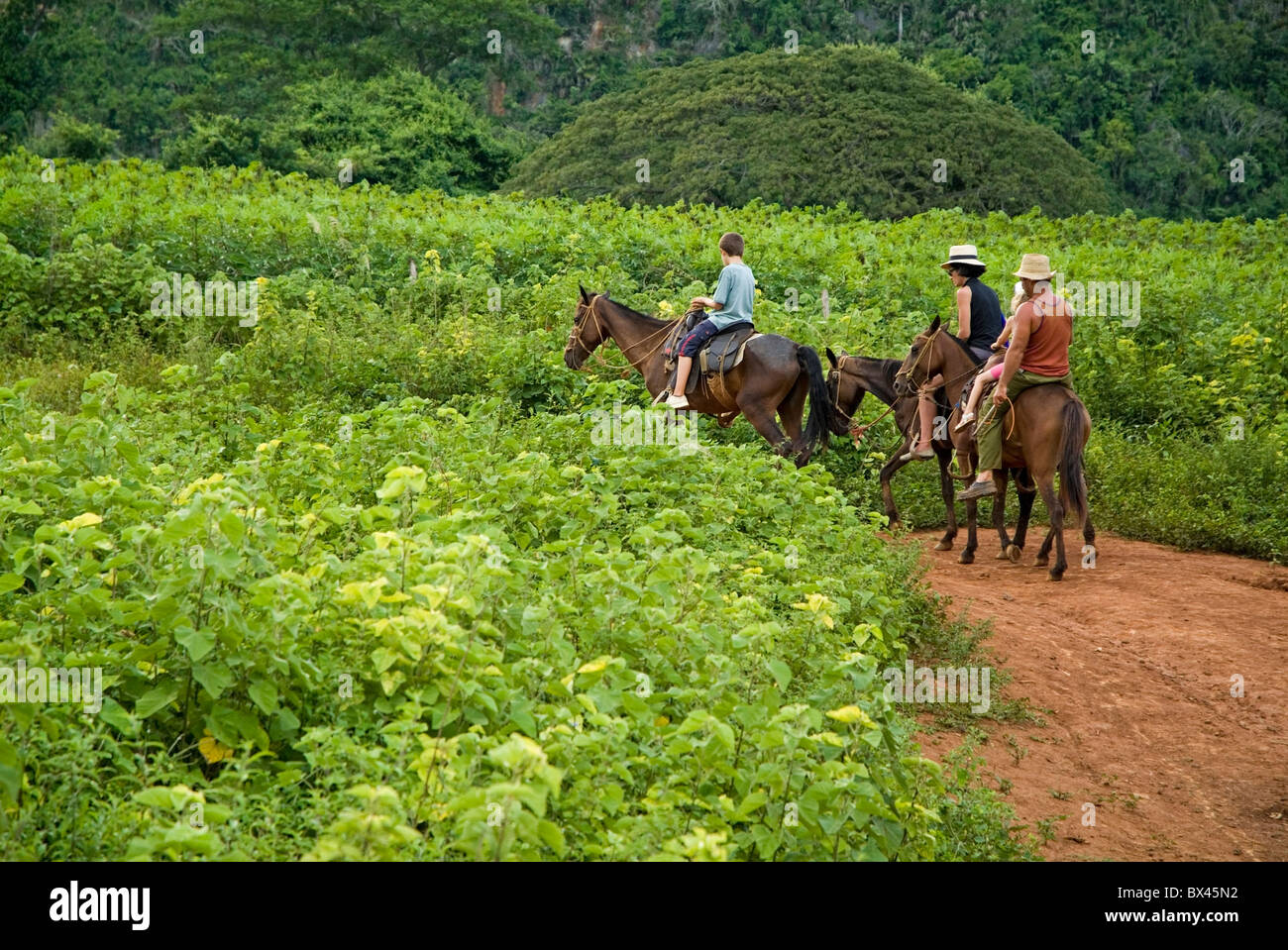 Family horseback riding in the countryside along with their Cuban guide, Vinales valley, Cuba. Stock Photo