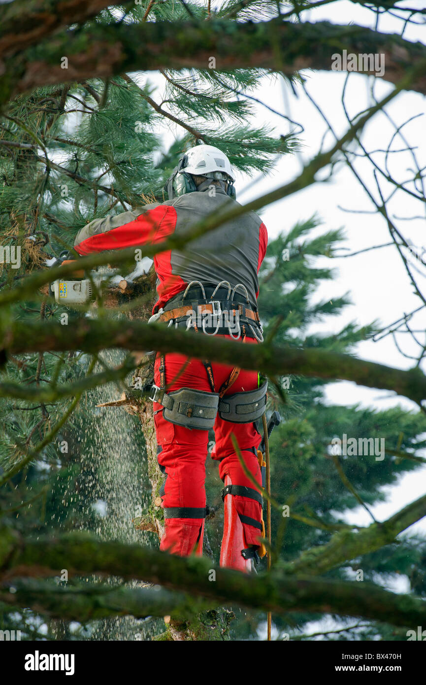 tree surgeon chainsaw woodcutter tree doctor wood woodencutting cutter saw man work worker working cut down trim trimming trimme Stock Photo