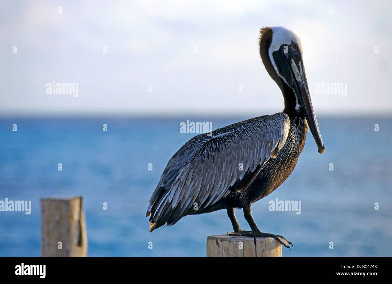 Pelican on a jetty pole in Cancun,  Yucatan peninsula, Mexico, facing the Caribbean sea Stock Photo