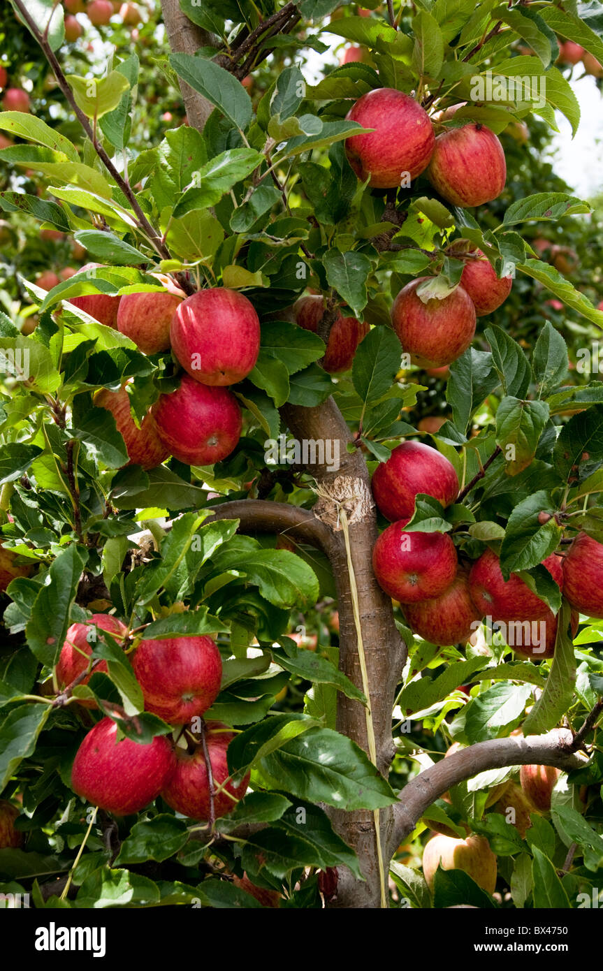 Hawke's Bay Apples,Taradale,Napier,Hastings Area,North Island,New Zealand Stock Photo