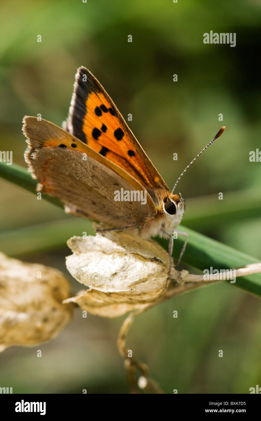 Small Copper Butterfly Stock Photo - Alamy