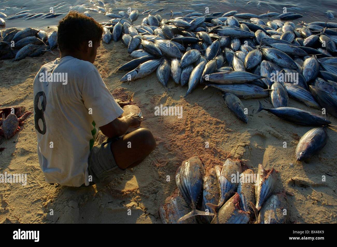 A Fisherman Cutting Tunas Head On The Beach At Sunset in the Maldives Stock Photo